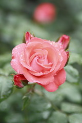 Beautiful  rose in a garden