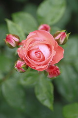 Beautiful  rose in a garden