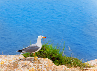 sea bird on mediterranean sea in Balearic islands