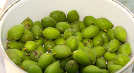 Green unripe apricots