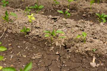 Young peppers in the garden