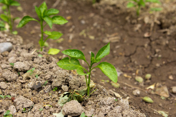 Young peppers in the garden
