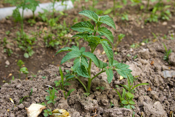 young bush tomatoes in the garden