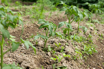 young bush tomatoes in the garden