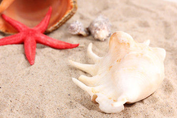 Fototapeta na wymiar Seashells and starfish on sand close-up