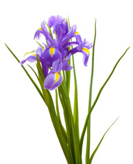 Beaux iris lumineux isolés sur blanc