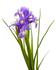 Papier Peint photo autocollant Iris Beaux iris lumineux isolés sur blanc