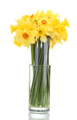 beautiful yellow daffodils in transparent vase isolated on
