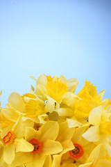 Obraz premium beautiful yellow daffodils on blue background