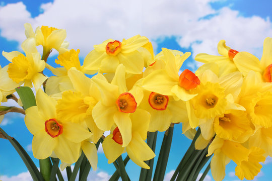 beautiful yellow daffodils  on blue sky background