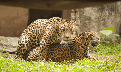 Portrait of two Leopard (Tiger)