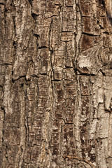tree bark in the background
