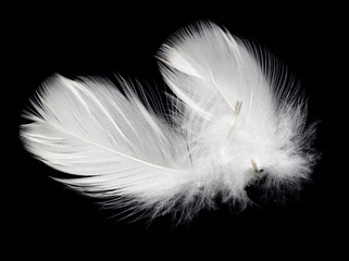 white feather of a bird on a black background