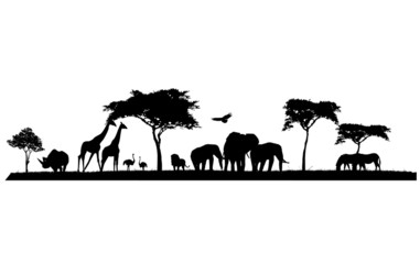 safari animal wild animals in Africa - obrazy, fototapety, plakaty