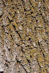 tree bark in the background