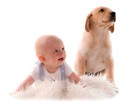 2 945 Best Chiot Labrador Images Stock Photos Vectors Adobe Stock 2 945 Best Chiot Labrador Images Stock Photos Vectors Adobe Stock