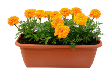Tagetes flowers