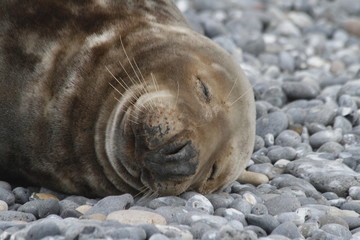 Fototapeta premium Kegelrobbe auf der Helgoländer Düne
