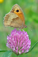 Meadow Brown Butterfly On Clover