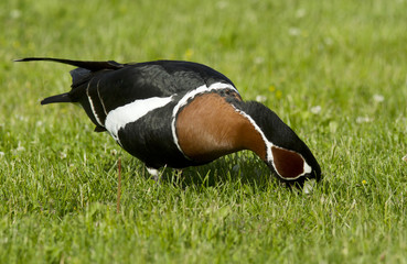 Red-breasted goose