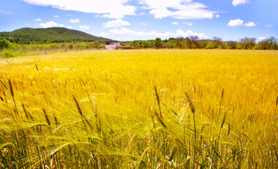 Ibiza island golden wheat fields of mediterranean