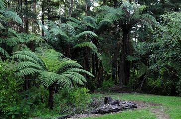 Native Bush, New Zealand