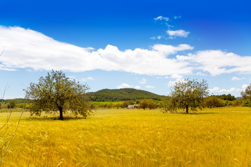 Fototapeta na wymiar Ibiza island golden wheat fields of mediterranean