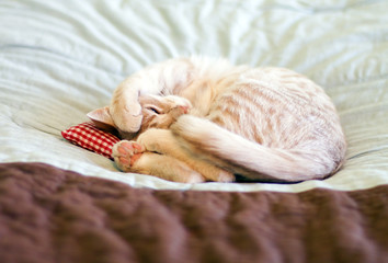 Sleeping Kitty with pillow