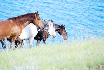 three horses