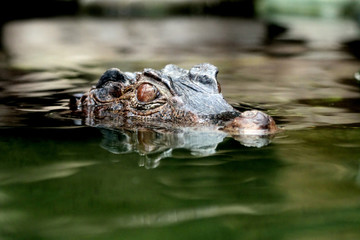 dwarf crocodile swimming