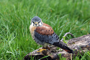 portrait of a american kestrel