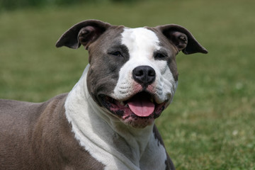 american staffordshire terrier portret