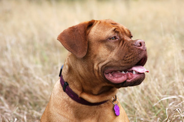 Dog de Bordeaux © fotografie4you.eu
