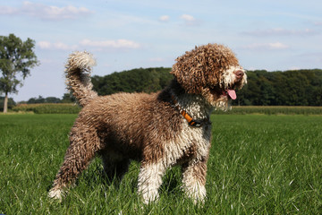 spanish waterdog