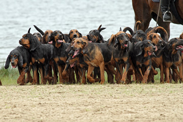 group of bloodhounds on a hunt - obrazy, fototapety, plakaty