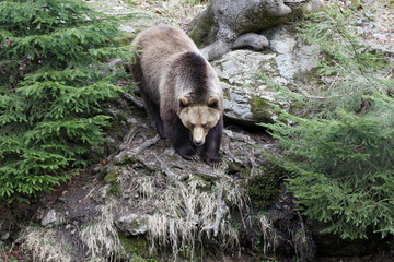 brown bear on a rock