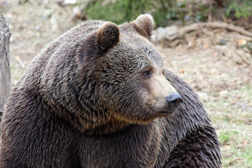 portrait of a male brown bear