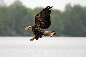 flying bald american eagle