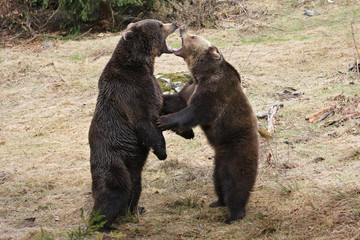 Obraz premium brown bears fighting