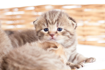 Fototapeta na wymiar Adorable small kitten in wicker basket
