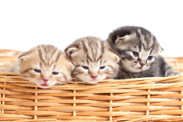 Fototapeta na wymiar Funny small kittens in wicker basket