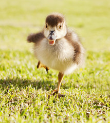 Duckling running through grass park