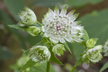 Große Sterndolde (Astrantia major) im Garten