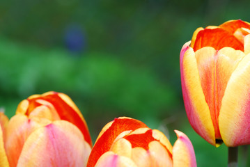 tulpen grossansicht