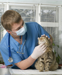 Wounded cat treated by veterinarian