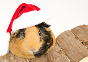 kleines Santa-Schweinchen mit Weihnachtsmütze