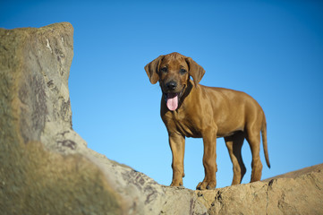 Cute rhodesian ridgeback puppy