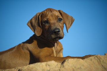 Cute rhodesian ridgeback puppy