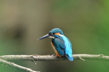 休憩中のカワセミ