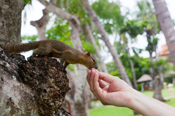 American squirrel takes a delicacy from hands of the person